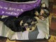 Deux chiots yorkie tasse de thé. 3 mois