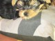 Deux chiots yorkie tasse de thé. 3 mois