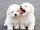 Chiots Coton de Tulear