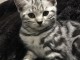 Adorable chatons British Shorthair LOOF