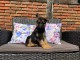   chiots berger allemand à donner