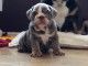 adorable chiot de race bull dog anglais