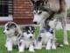 Chiots Husky Sibériens aux yeux bleus