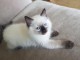 Magnifiques chatons Ragdoll