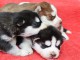 7 adorables chiots husky de Sibérie à réserver