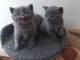 Chatons british shorthair a donner