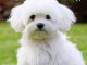 Bichons Maltais LOF disponible