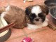 Adorable chiots SHIH TZU