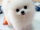 chiots spitz nain adorable