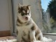 A donner chiots Husky de sibérien