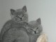 chatons british shorthair