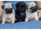 3 petites chiots carlin