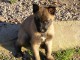 Magnifiques chiots Berger Malinois a donner