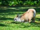 A donner Chiots de race Akita inu