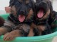 A donner superbes chiots Berger Allemand pure race LOF Portée de 