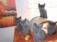 Superbes bb chartreux en adoption