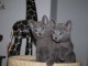 2 adorables chatons gris