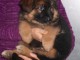 Chiot de race Berger Allemand Femelle