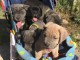 Magnifiques chiots cane corso a donner