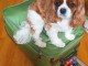 cavalier king charles en bonne santer