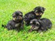 CHIOTS YORKSHIRE TERRIER