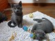 Deux chatons chartreux en adoption