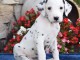 Magnifique chiots dalmatien non lof à donner