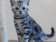 URGENT Chatons British Shorthair non LOOF