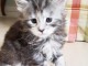 Chatons type maine coon 