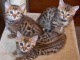 Chatons Bengal loof disponible  de suite