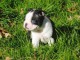 Chiot Boston Terrier a donner