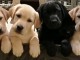 Magnifiques chiots labrador lof 