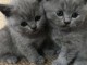 Magnifique chatons british shortair