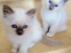 4 chatons sacre de birmanie 