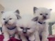 4 chatons sacre de birmanie