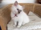 4 chatons sacre de birmanie