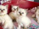 4 chatons sacre de birmanie