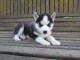 magnifiques chiots type husky de Sibérie contre bon soin