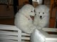 Chiots samoyède disponible