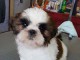 Adorable chiots SHIH TZU