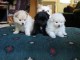 chiots type spitz nain