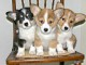 donne chiots welsh corgi pembroke