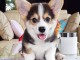 donne chiots welsh corgi pembroke