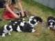 Magnifiques Chiots Border Collie Pure Race