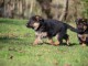 chiots bergers allemands