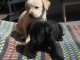 Magnifiques chiots Labrador Retriever