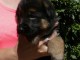  Adorables CHIOTS BERGER ALLEMAND