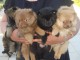 Magnifiques chiots spitz nain