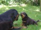 Magnifiques chiots Rottweiler Pure Race inscrits au LOF 