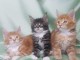 Superbes Chatons Maine Coon Pure Race Pedigree